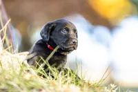 Red Plaid Girl, a female Goldador for sale in Albany, OR – 1 of 4