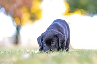 Teal Boy, a male Goldador for sale in Albany, OR – 2 of 5
