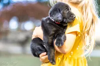 Red Girl , a female Goldador for sale in Albany, OR – 3 of 4