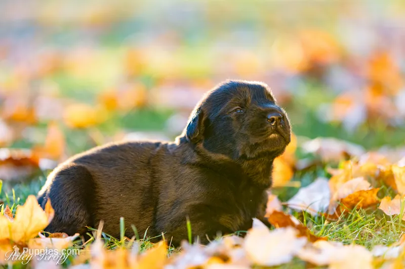 Female 3  – Goldador puppy for sale in Albany, OR