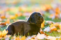 Female 3 , a female Goldador for sale in Albany, OR – 1 of 1