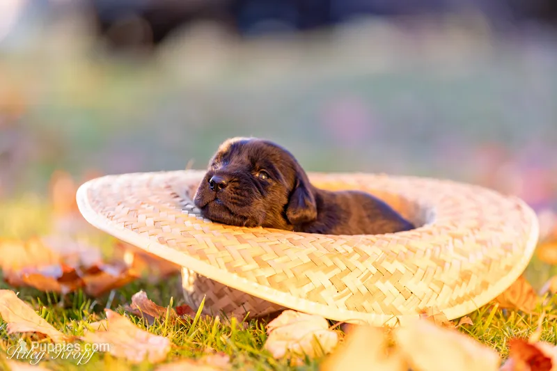 Female 7 – Goldador puppy for sale in Albany, OR