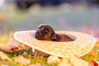 Female 7, a female Goldador for sale in Albany, OR – 1 of 1