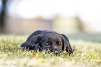 Blue Girl, a female Goldador for sale in Albany, OR – 3 of 4