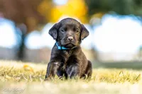 Light Blue Girl, a female Goldador for sale in Albany, OR – 1 of 4