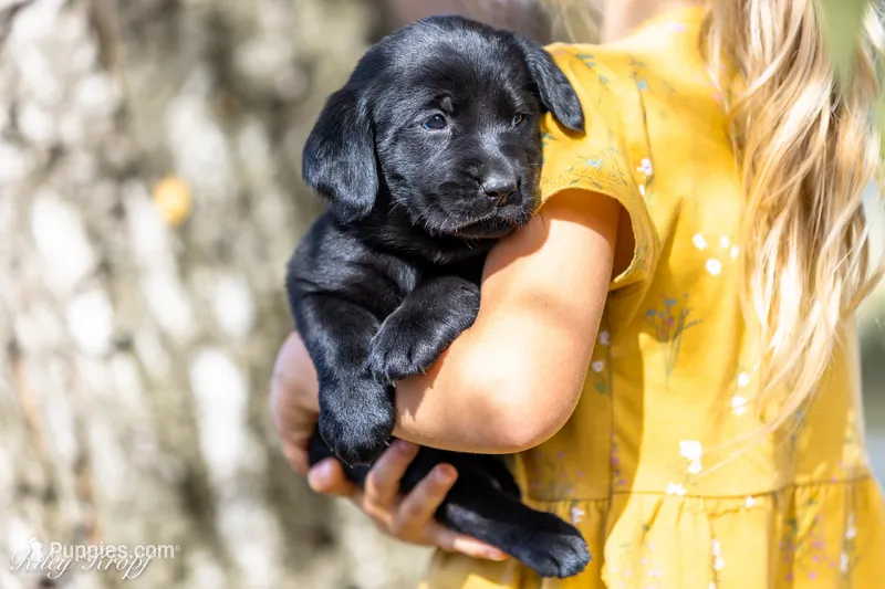 Teal Dot Girl – Goldador puppy for sale in Albany, OR