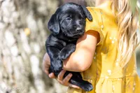 Teal Dot Girl, a female Goldador for sale in Albany, OR – 1 of 4