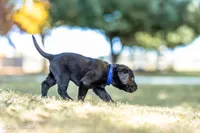 Blue Boy, a male Goldador for sale in Albany, OR – 3 of 4
