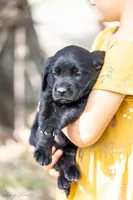 Black Collar Girl , a female Goldador for sale in Albany, OR – 3 of 4