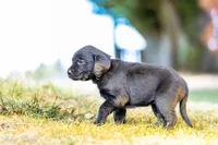 Black Collar Girl , a female Goldador for sale in Albany, OR – 2 of 4