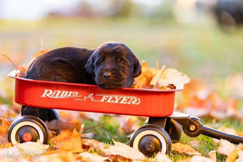 Female 8 – Goldador puppy for sale in Albany, OR