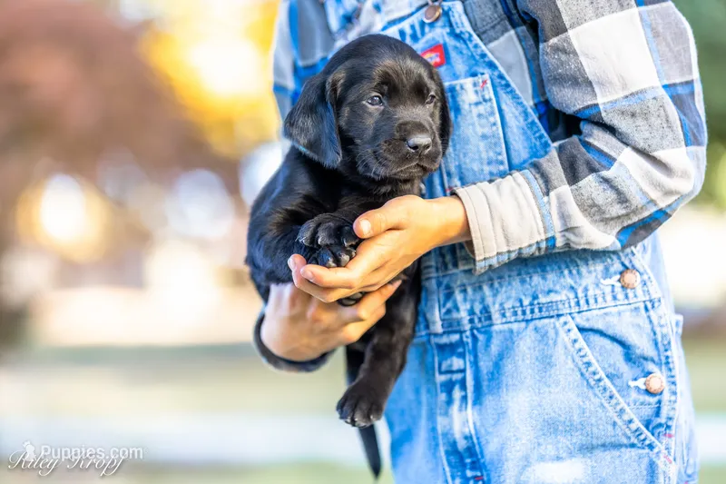 Teal Boy – Goldador puppy for sale in Albany, OR