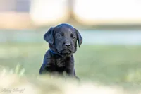Blue Boy, a male Goldador for sale in Albany, OR – 2 of 4
