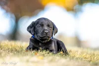 Blue Girl, a female Goldador for sale in Albany, OR – 2 of 4