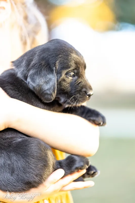 Black Collar Girl  – Goldador puppy for sale in Albany, OR