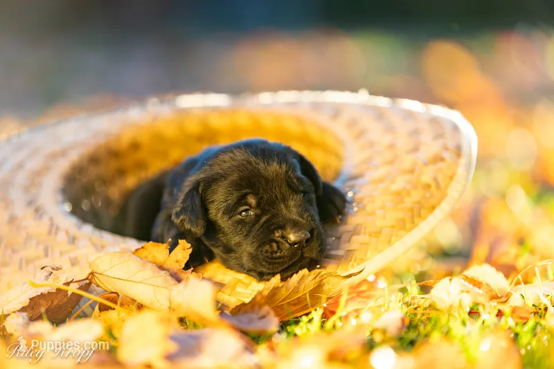 Male 1  – Goldador puppy for sale in Albany, OR