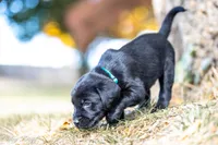 Teal Dot Girl, a female Goldador for sale in Albany, OR – 3 of 4