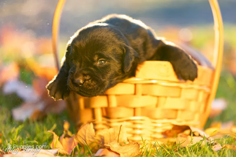 Female 5 – Goldador puppy for sale in Albany, OR