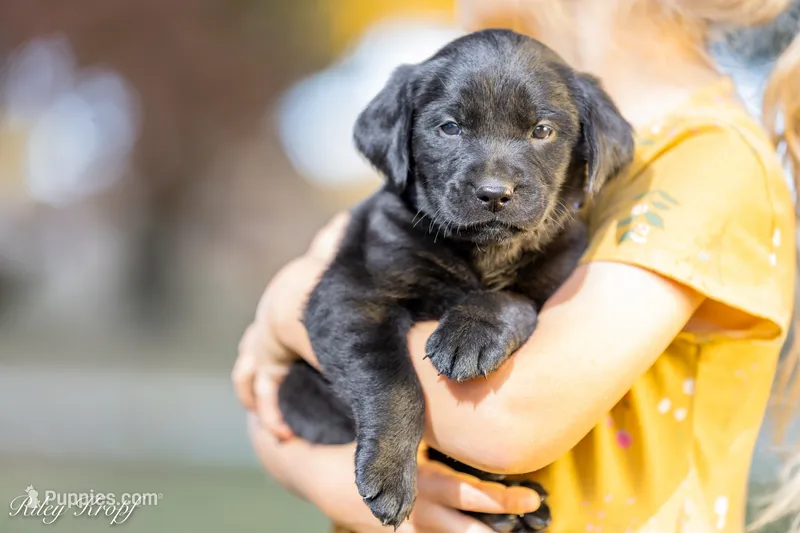 Blue Girl – Goldador puppy for sale in Albany, OR