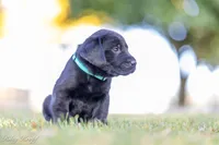 Teal Boy, a male Goldador for sale in Albany, OR – 3 of 5