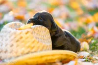 Female 2, a female Goldador for sale in Albany, OR – 1 of 1
