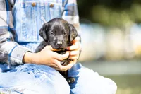 Blue Boy, a male Goldador for sale in Albany, OR – 1 of 4