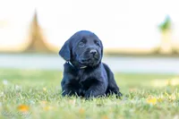 Teal/Yellow Girl, a female Goldador for sale in Albany, OR – 2 of 3