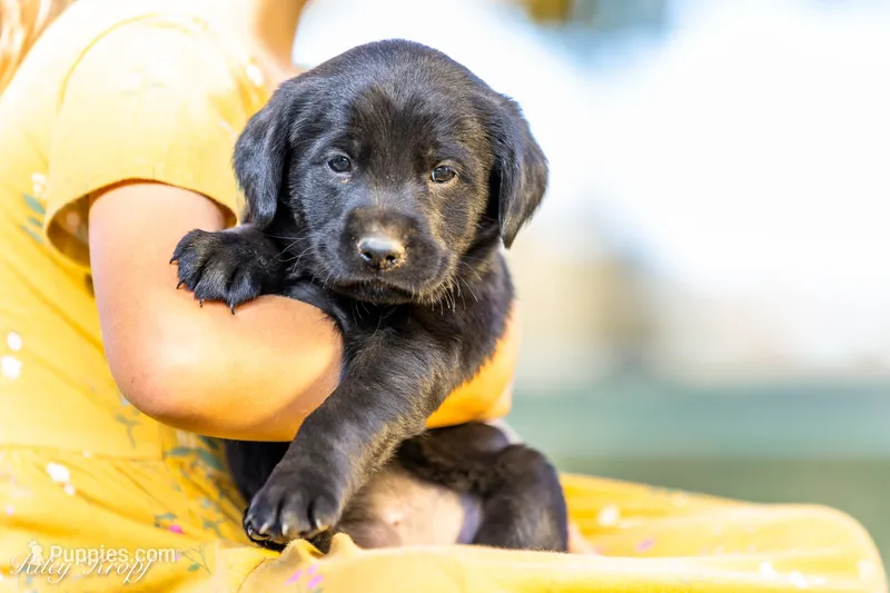 Teal/Yellow Girl – Goldador puppy for sale in Albany, OR