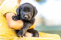 Teal/Yellow Girl, a female Goldador for sale in Albany, OR – 1 of 3