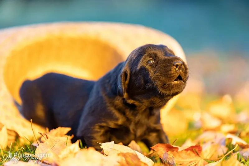Female 6 – Goldador puppy for sale in Albany, OR