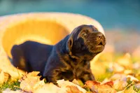 Female 6, a female Goldador for sale in Albany, OR – 1 of 1