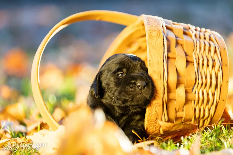 Male 2 – Goldador puppy for sale in Albany, OR