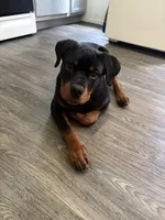 Venom, a male Rottweiler for sale in Rochester, NY – 3 of 7