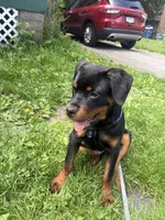 Venom, a male Rottweiler for sale in Rochester, NY – 7 of 7