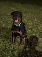 Venom, a male Rottweiler for sale in Rochester, NY – 2 of 7