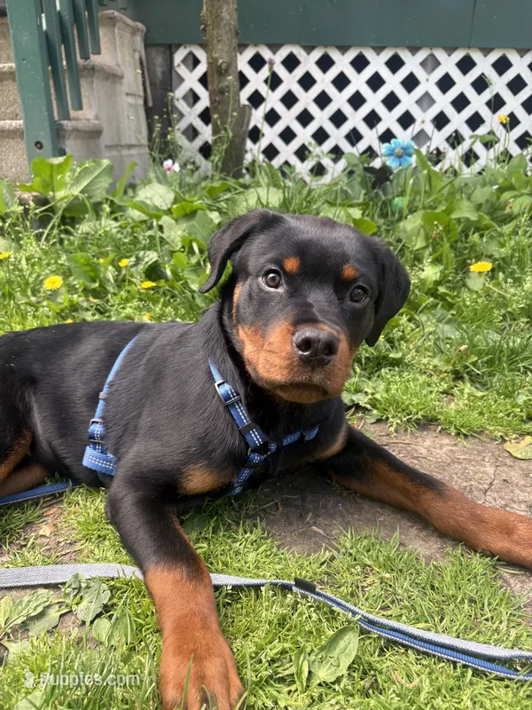 Venom – Rottweiler puppy for sale in Rochester, NY