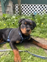 Venom, a male Rottweiler for sale in Rochester, NY – 1 of 7
