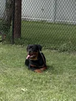 Venom, a male Rottweiler for sale in Rochester, NY – 6 of 7