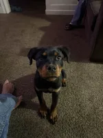 Venom, a male Rottweiler for sale in Rochester, NY – 4 of 7
