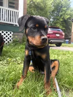 Venom, a male Rottweiler for sale in Rochester, NY – 5 of 7