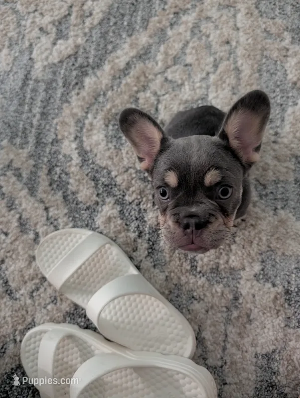 Charlotte – French Bulldog puppy for sale in Crowley, TX