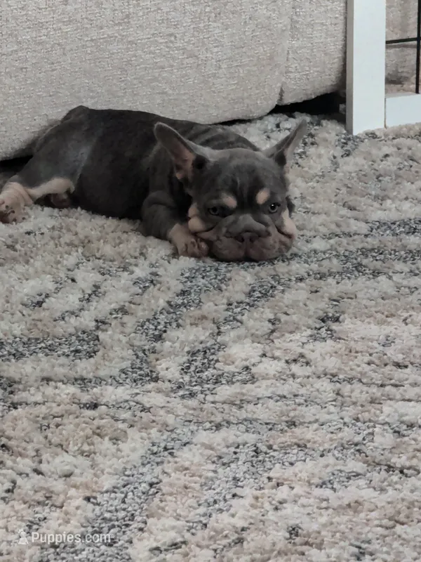 Earl – French Bulldog puppy for sale in Crowley, TX