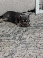 Earl, a male French Bulldog for sale in Crowley, TX – 1 of 2