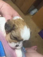 Love, a female Shih Tzu for sale in Athens, GA – 2 of 7