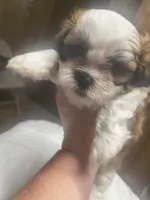 Love, a female Shih Tzu for sale in Athens, GA – 5 of 7