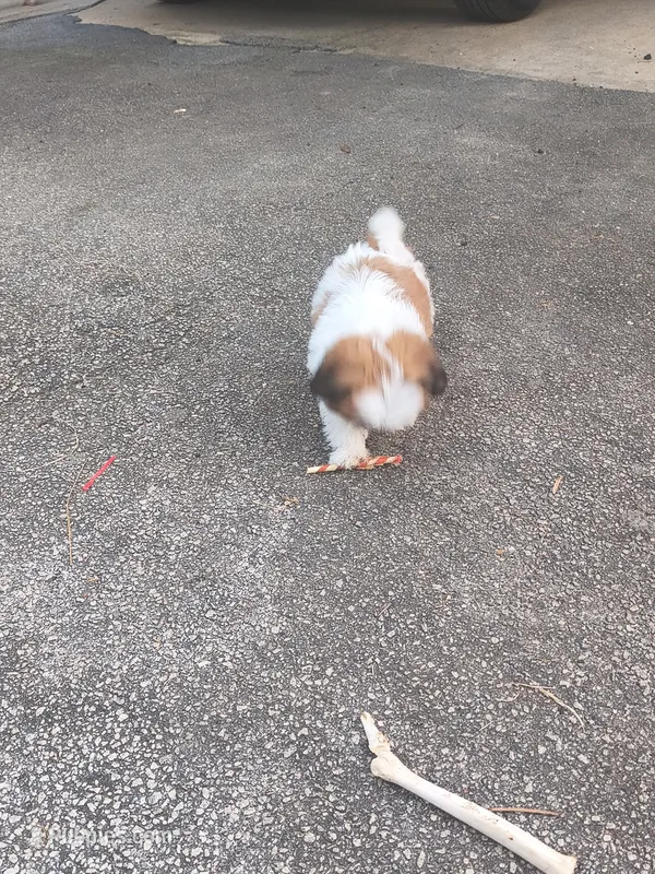 Love – Shih Tzu puppy for sale in Athens, GA