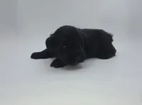 Tux, a male Miniature Schnauzer for sale in Griffin, GA – 5 of 7