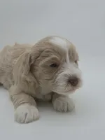 Nova-AKC, a female Miniature Schnauzer for sale in Griffin, GA – 2 of 7