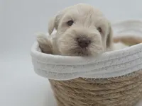 Polaris-AKC, a male Miniature Schnauzer for sale in Griffin, GA – 2 of 7