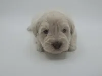 Polaris-AKC, a male Miniature Schnauzer for sale in Griffin, GA – 4 of 7